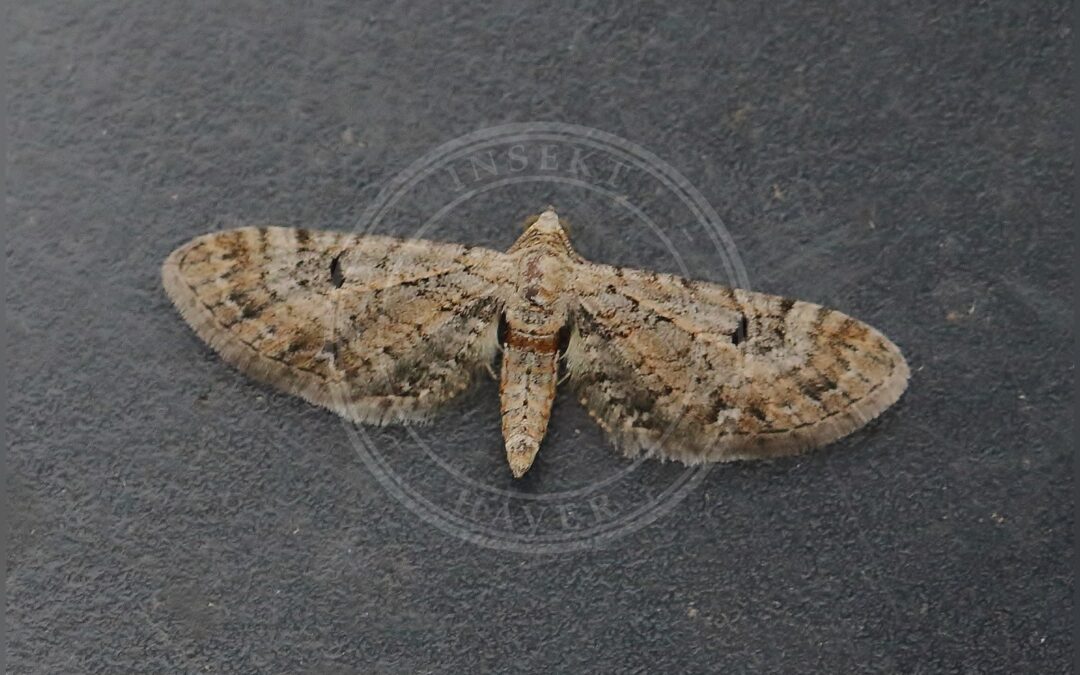 Her ses et billede af arten Pimpinelledværgmåler (Eupithecia pimpinellata). Fotoet er taget af The Norwegian Biodiversity Information Centre (NBIC) (Jostein Austevik, Even Mjaaland) og hentet fra Wikimedia Commons (CC BY-SA 4.0).