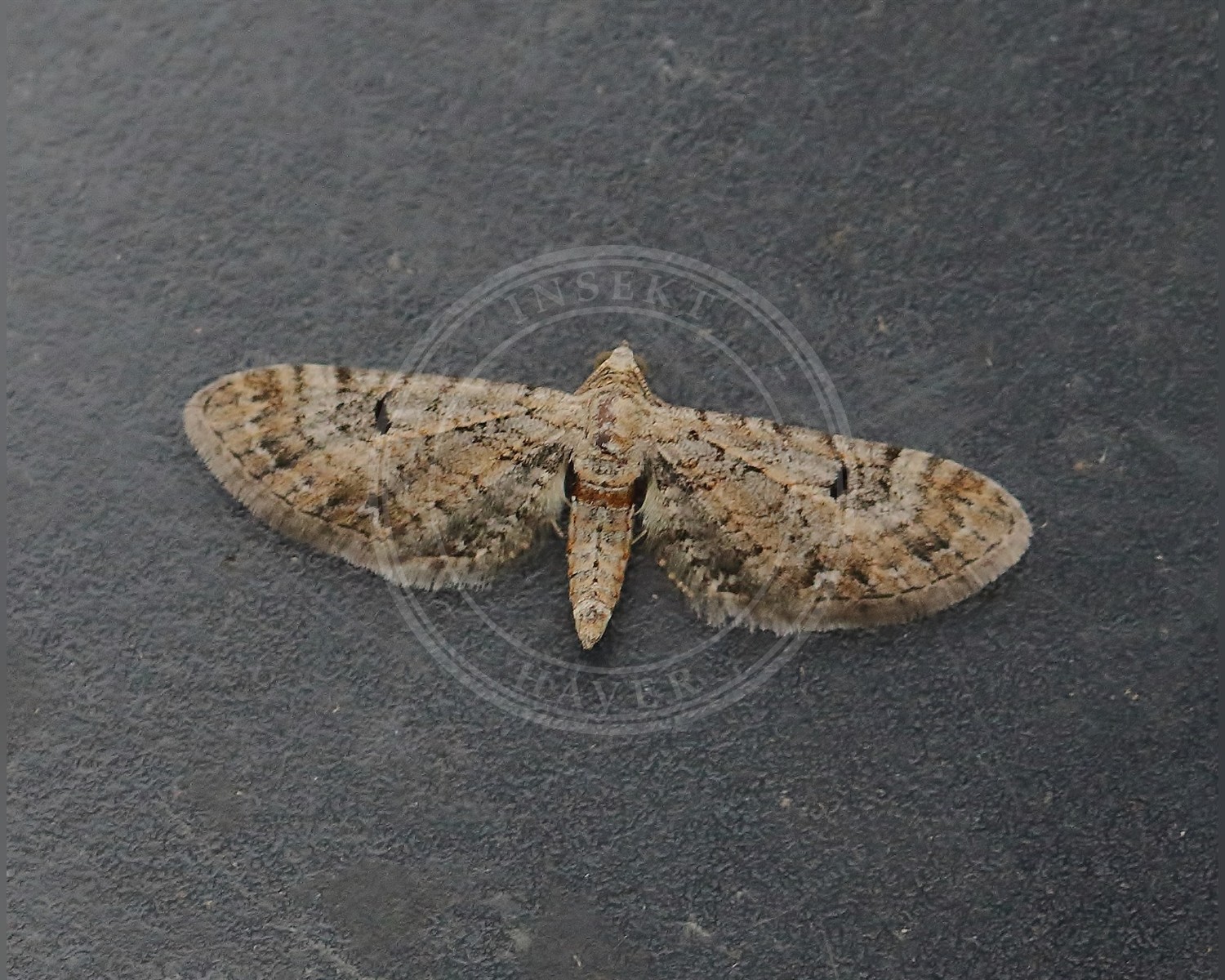 Her ses et billede af arten Pimpinelledværgmåler (Eupithecia pimpinellata). Fotoet er taget af The Norwegian Biodiversity Information Centre (NBIC) (Jostein Austevik, Even Mjaaland) og hentet fra Wikimedia Commons (CC BY-SA 4.0).