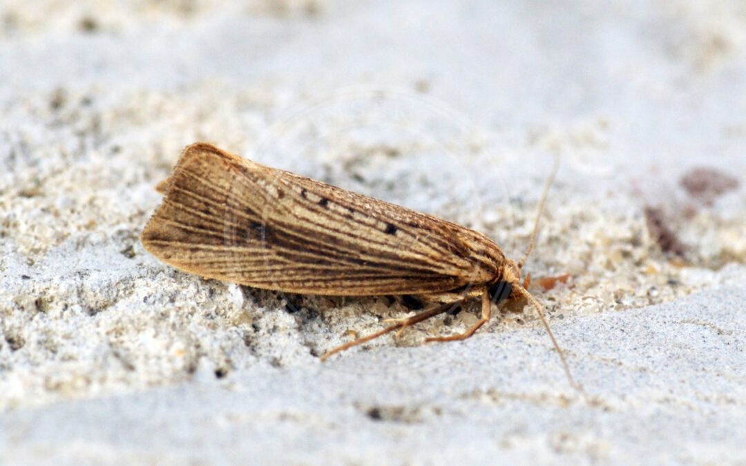 Her ses et billede af arten Pindsvineknopmøl (Orthotelia sparganella). Fotoet er taget af Ben Sale og hentet fra Wikimedia Commons (CC BY 2.0).