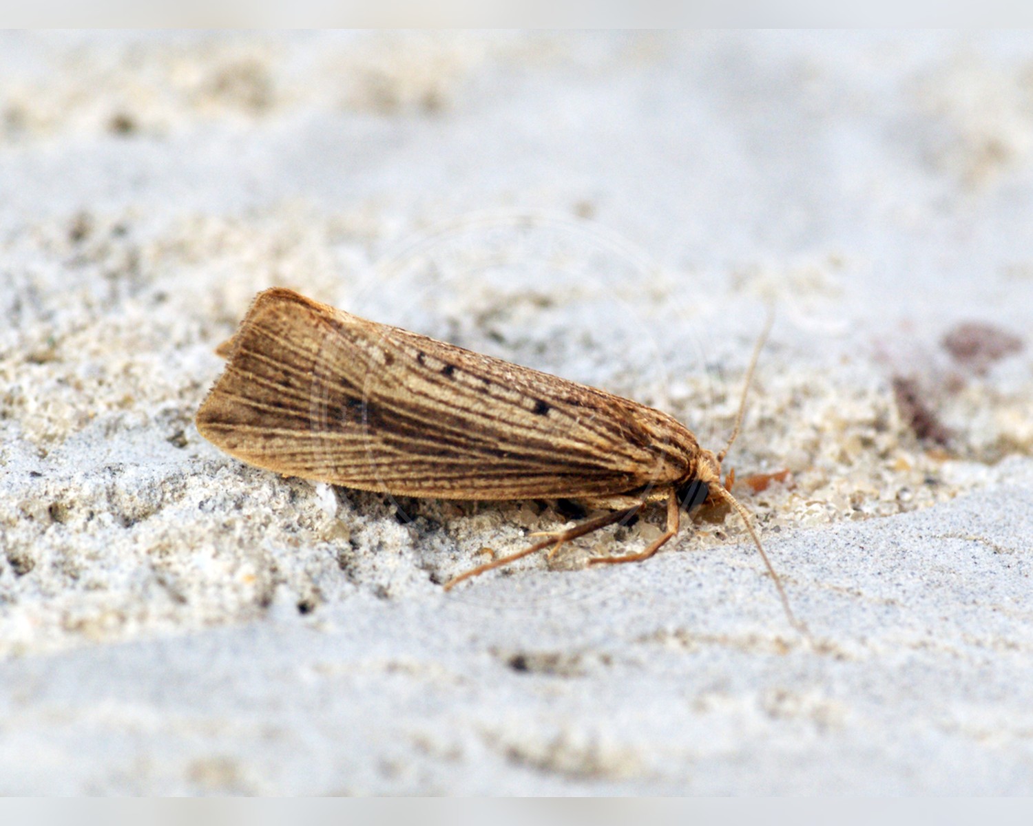 Her ses et billede af arten Pindsvineknopmøl (Orthotelia sparganella). Fotoet er taget af Ben Sale og hentet fra Wikimedia Commons (CC BY 2.0).
