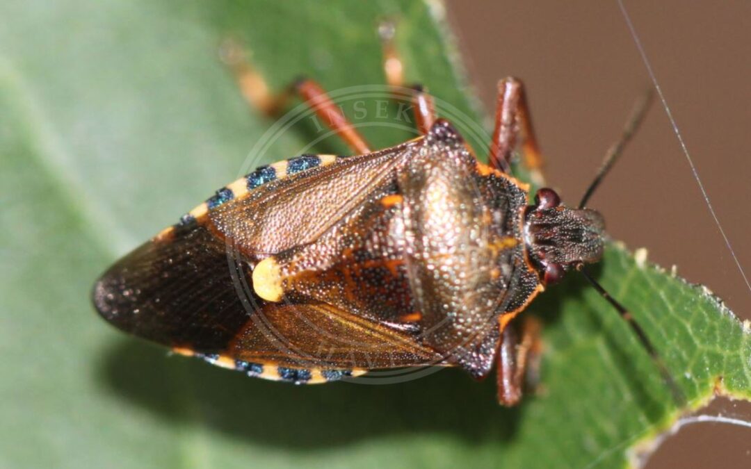 Her ses et billede af arten Pinthaeus sanguinipes. Fotoet er taget af Slimguy og hentet fra Wikimedia Commons (CC BY-SA 4.0).