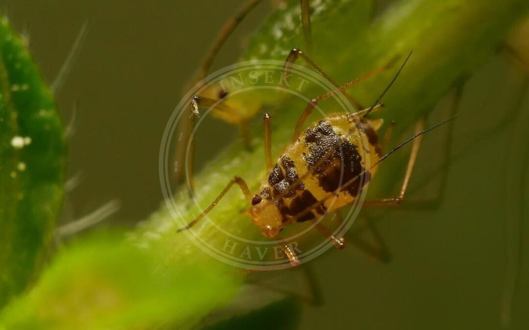Her ses et billede af arten Plettet Væksthusbladlus (Aulacorthum circumflexum). Fotoet er taget af Alexis Tinker-Tsavalas og hentet fra iNaturalist (CC BY).