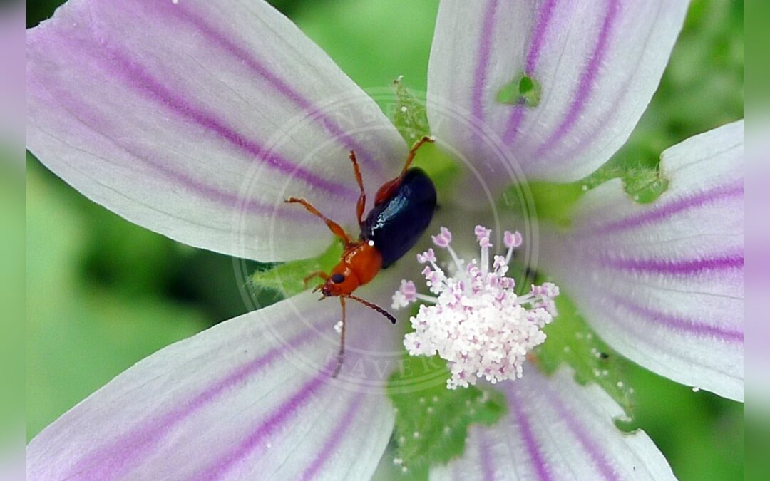 Podagrica fuscicornis – Podagrica fuscicornis