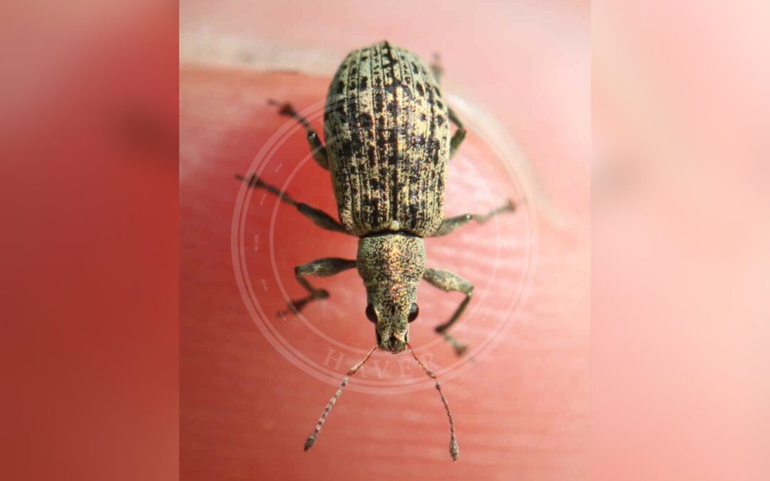 Polydrusus cervinus – Polydrusus cervinus