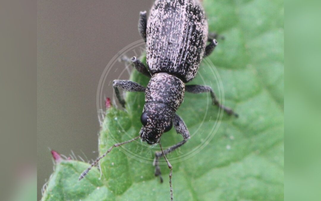 Polydrusus inustus – Polydrusus inustus