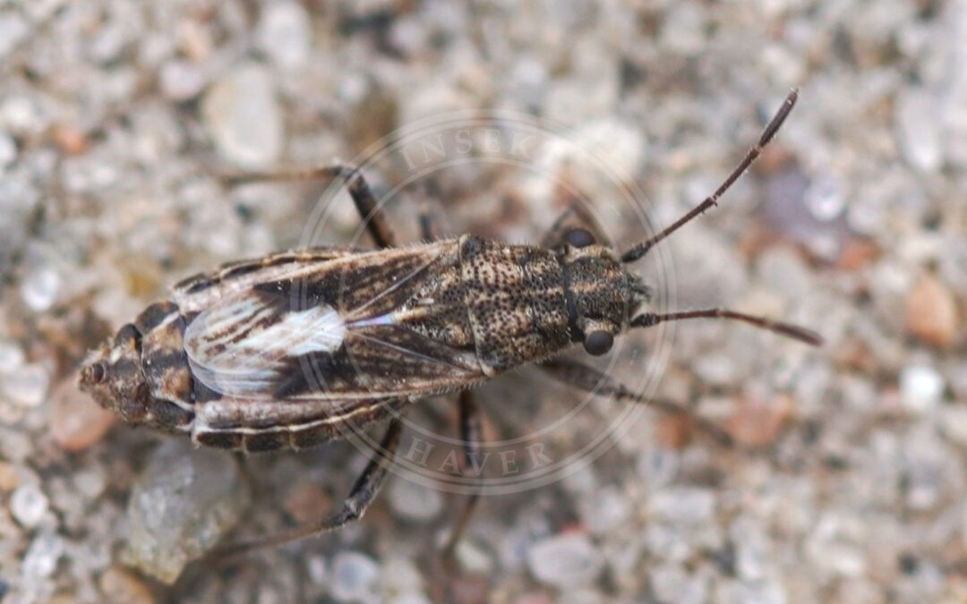 Her ses et billede af arten Potentilfrøtæge (Ortholomus punctipennis). Fotoet er taget af AfroBrazilian og hentet fra Wikimedia Commons (CC BY-SA 4.0).