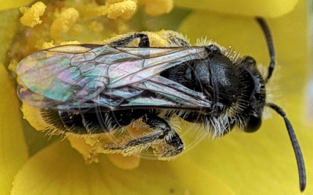 Her ses et billede af arten Potentilsmåjordbi (Andrena falsifica). Fotoet er taget af Kiss Tamás og hentet fra izeltlabuak.hu observations validated to species level (CC-BY).