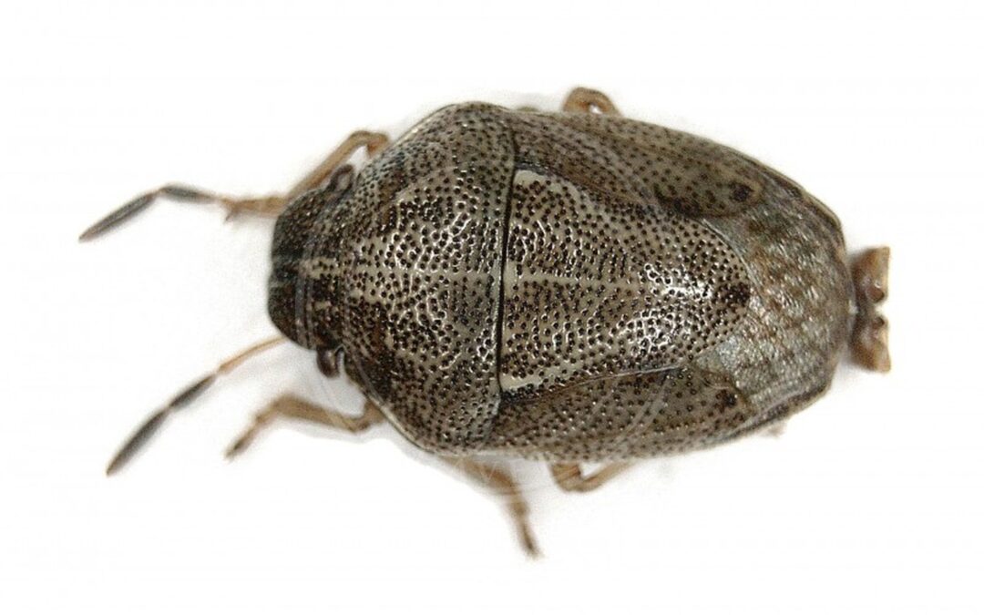 Her ses et billede af arten Præstetæge (Neottiglossa pusilla). Fotoet er taget af B. Schoenmakers (Waarneming.nl) og hentet fra Wikimedia Commons (CC BY 3.0).