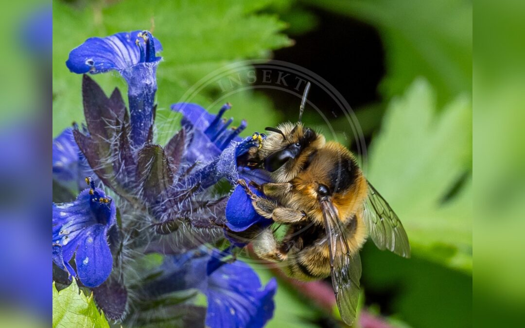 Her ses et billede af arten Pragtvægbi (Anthophora aestivalis). Fotoet er taget af Piotr Lukasik og hentet fra iNaturalist (CC BY).