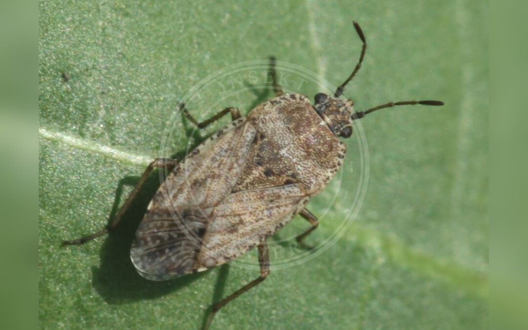 Her ses et billede af arten Prikket Frøtæge (Emblethis denticollis). Fotoet er taget af Slimguy og hentet fra Wikimedia Commons (CC BY 4.0).