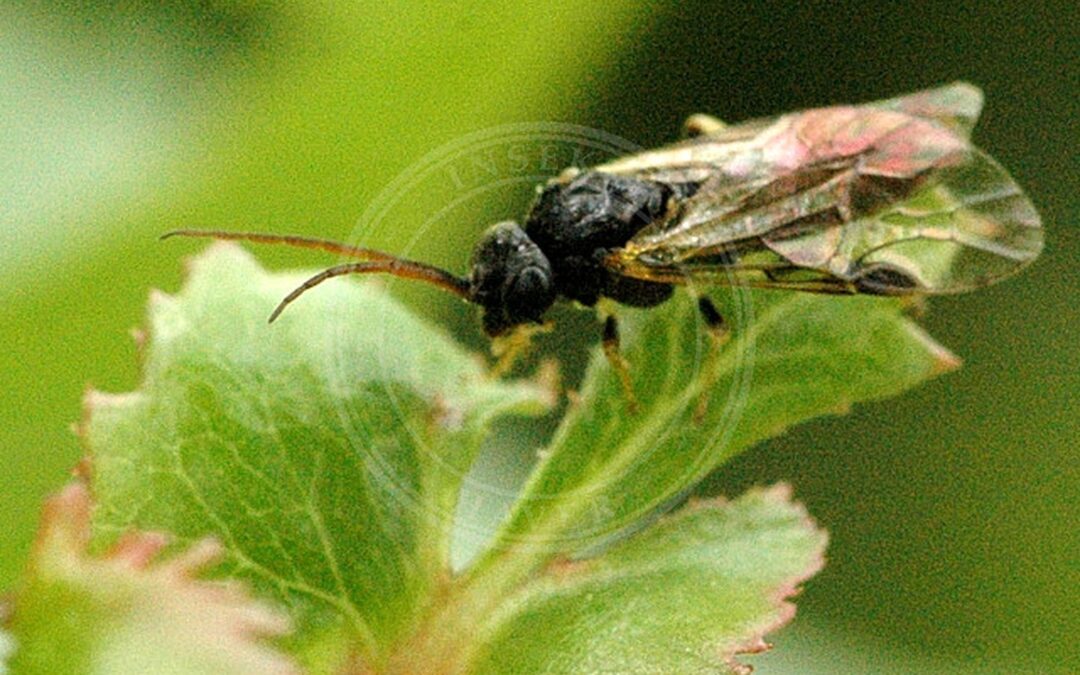 Her ses et billede af arten Pristiphora geniculata. Fotoet er taget af James K. Lindsey og hentet fra Wikimedia Commons (CC BY-SA 3.0).