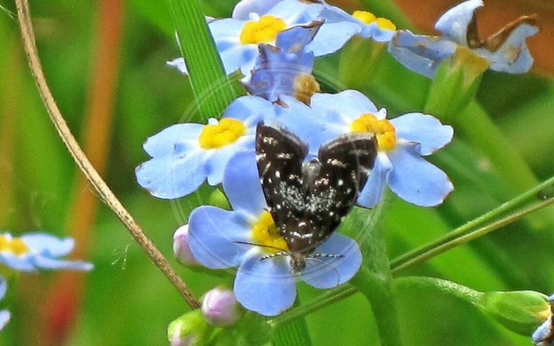 Prochoreutis myllerana – Prochoreutis myllerana