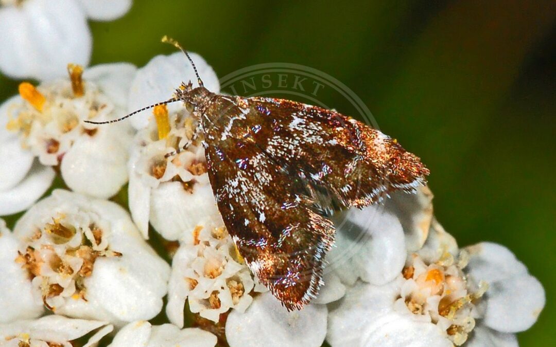 Prochoreutis sehestediana – Prochoreutis sehestediana