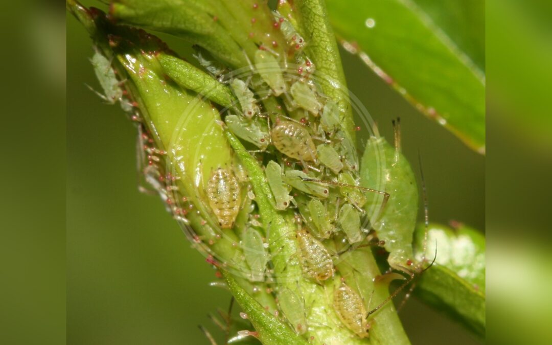 Her ses et billede af arten Prydbladlus (Myzus ornatus). Fotoet er taget af S. Rae og hentet fra Wikimedia Commons (CC BY 2.0).