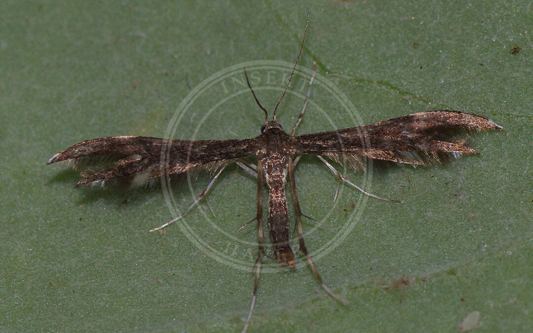 Pselnophorus heterodactyla – Pselnophorus heterodactyla