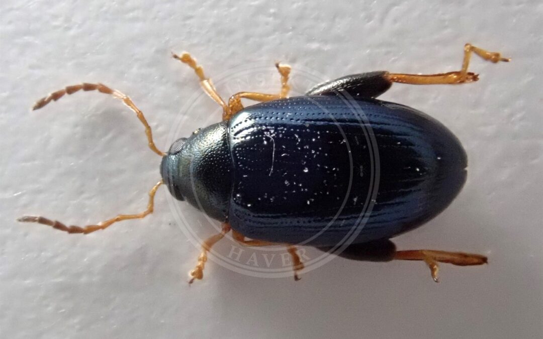 Psylliodes crambicola – Psylliodes crambicola
