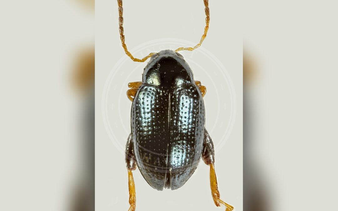 Psylliodes napi – Psylliodes napi