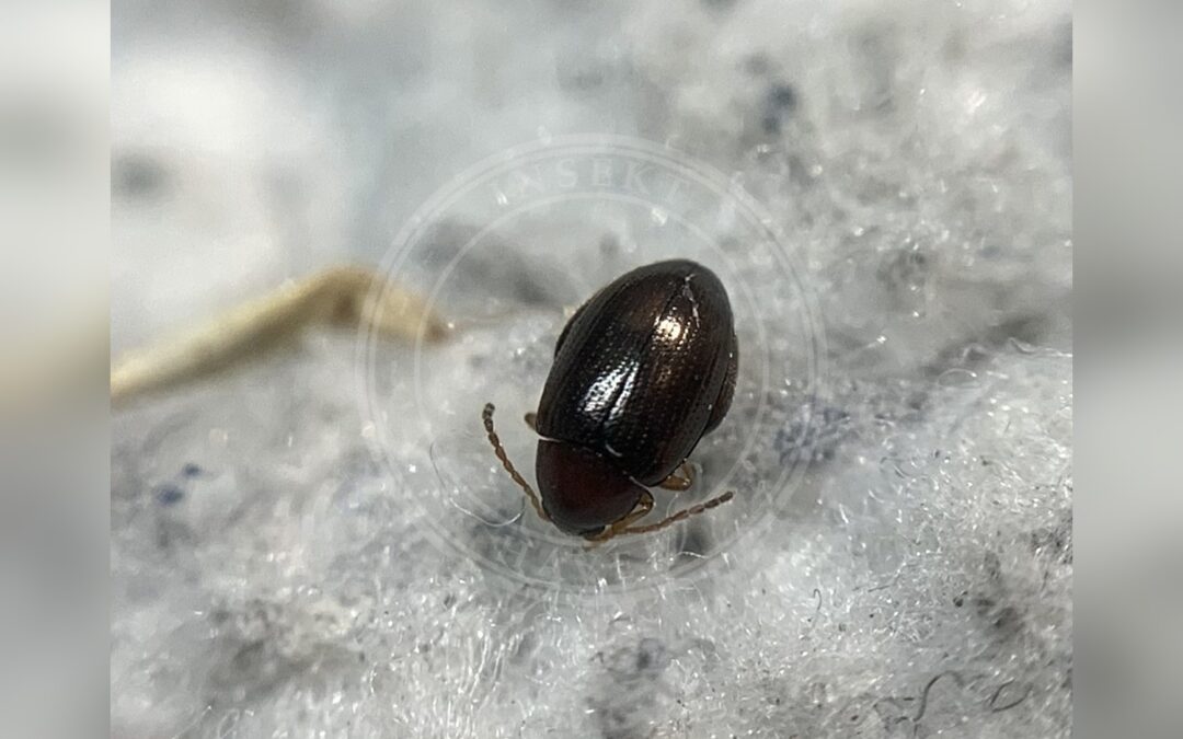 Her ses et billede af arten Psylliodes picina. Fotoet er taget af Tóth Norbert og hentet fra izeltlabuak.hu observations validated to species level (CC-BY).
