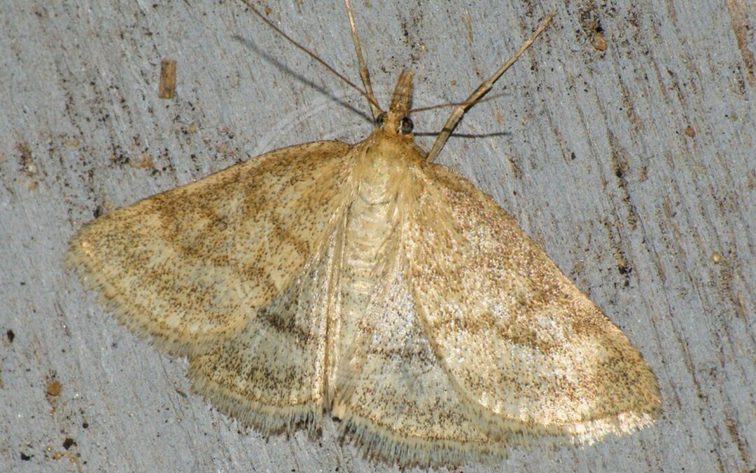 Her ses et billede af arten Pudret Halvmøl (Psammotis pulveralis). Fotoet er taget af Ilia Ustyantsev og hentet fra Wikimedia Commons (CC BY-SA 2.0).