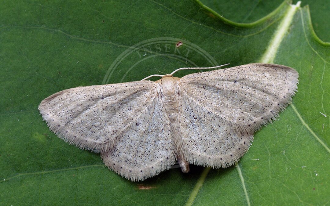 Her ses et billede af arten Punktengmåler (Idaea sylvestraria). Fotoet er taget af Ilia Ustyantsev og hentet fra Wikimedia Commons (CC BY-SA 2.0).