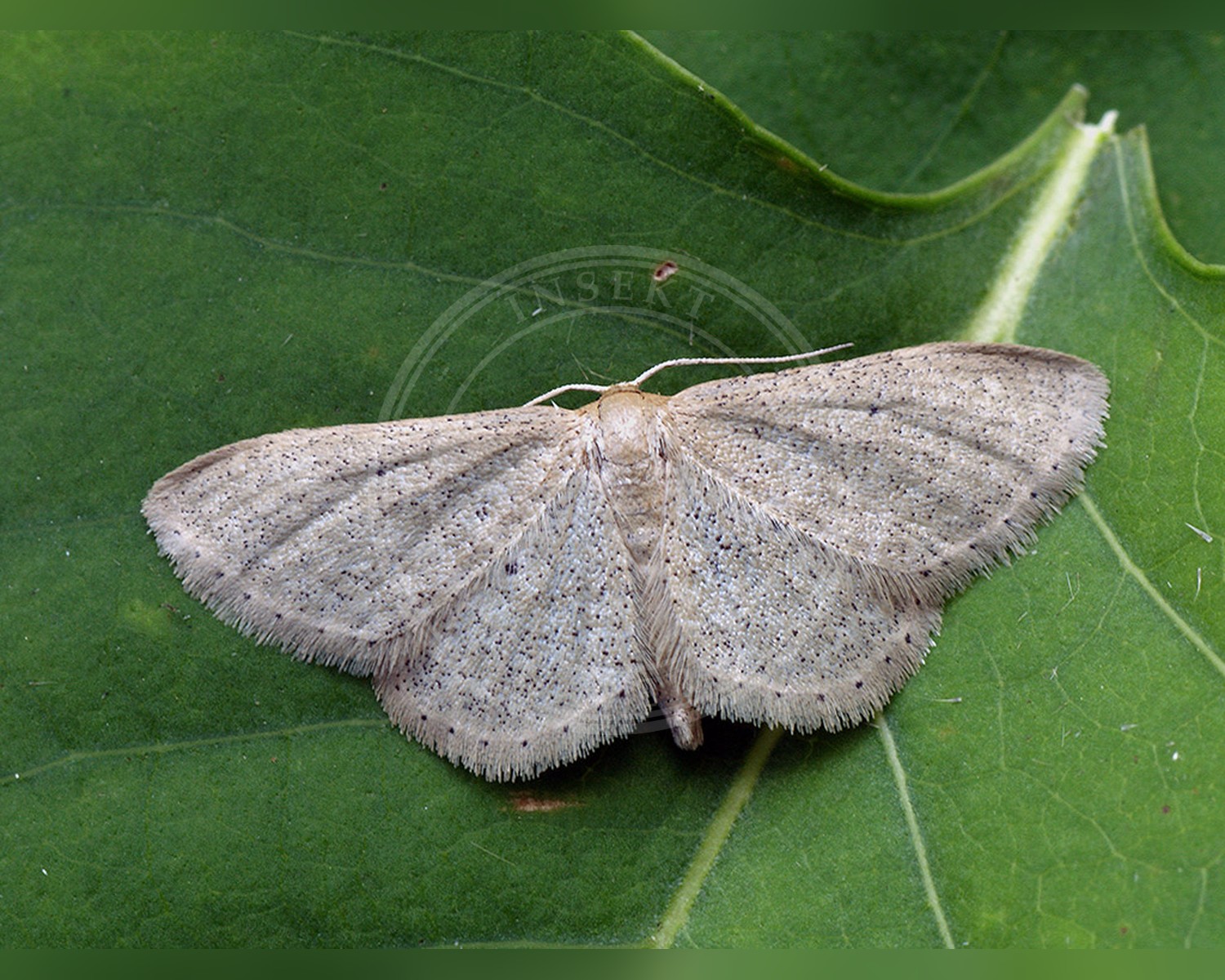 Her ses et billede af arten Punktengmåler (Idaea sylvestraria). Fotoet er taget af Ilia Ustyantsev og hentet fra Wikimedia Commons (CC BY-SA 2.0).
