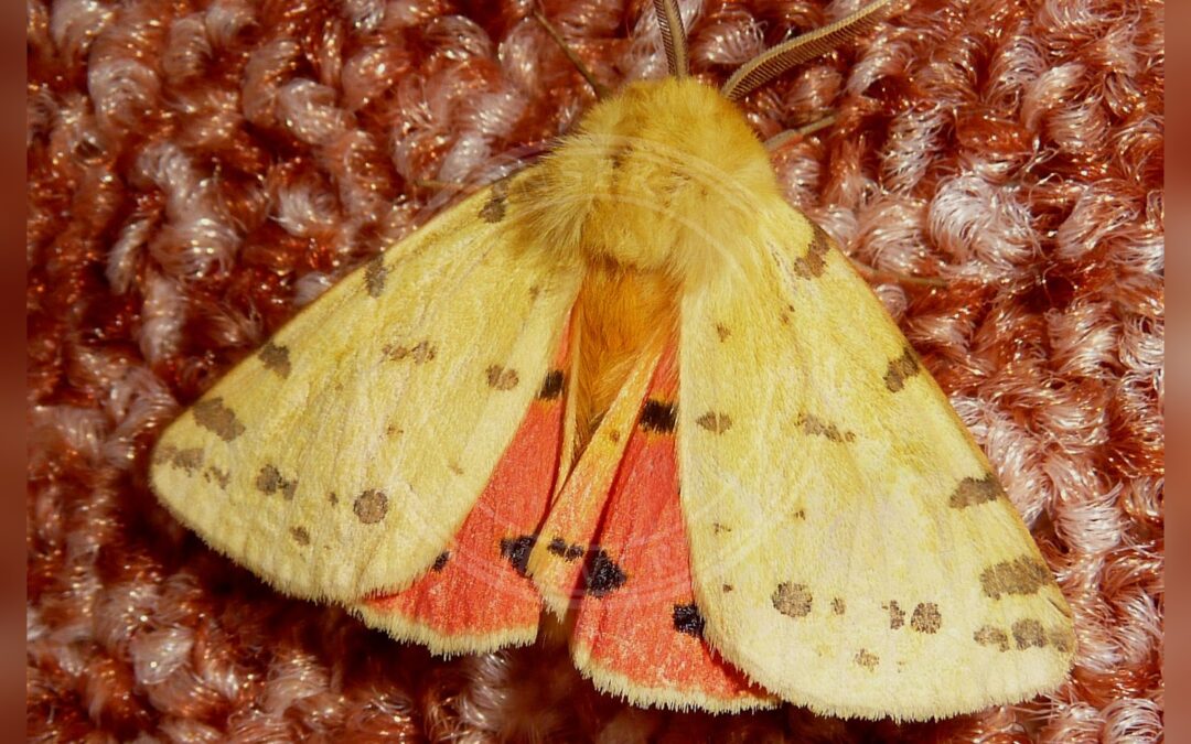 Her ses et billede af arten Purpurbjørn (Rhyparia purpurata). Fotoet er taget af gailhampshire from Cradley, Malvern, U.K og hentet fra Wikimedia Commons (CC BY 2.0).