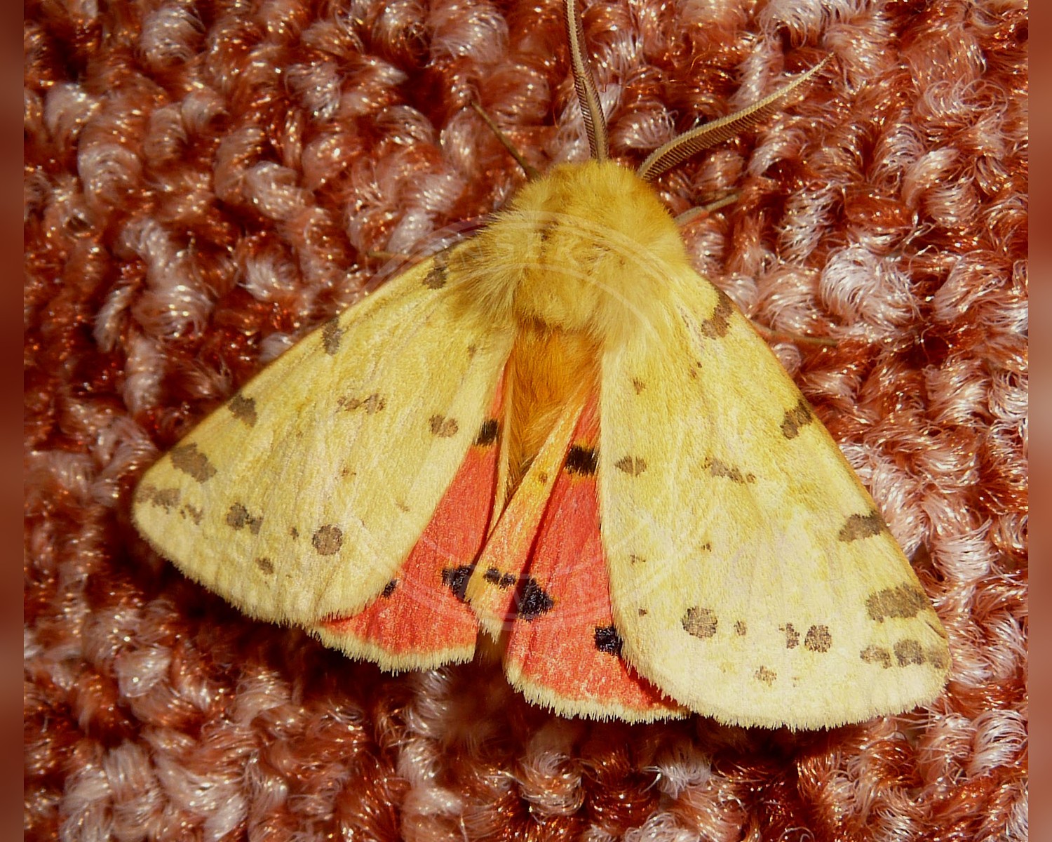Her ses et billede af arten Purpurbjørn (Rhyparia purpurata). Fotoet er taget af gailhampshire from Cradley, Malvern, U.K og hentet fra Wikimedia Commons (CC BY 2.0).