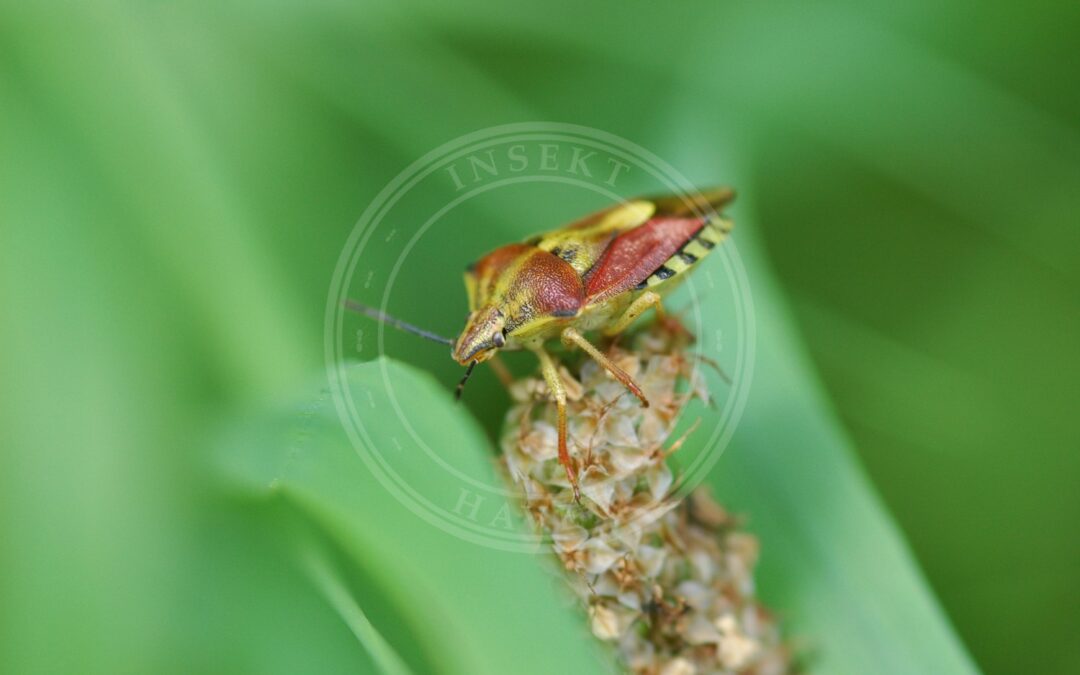 Her ses et billede af arten Purpurbredtæge (Carpocoris purpureipennis). Fotoet er taget af Vera Buhl og hentet fra Wikimedia Commons (CC BY-SA 3.0).