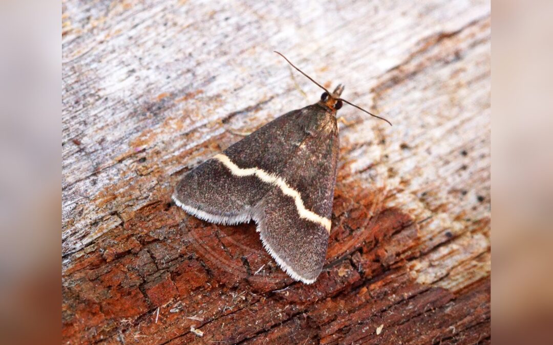 Her ses et billede af arten Pyrausta cingulata. Fotoet er taget af Ben Sale og hentet fra Wikimedia Commons (CC BY 2.0).