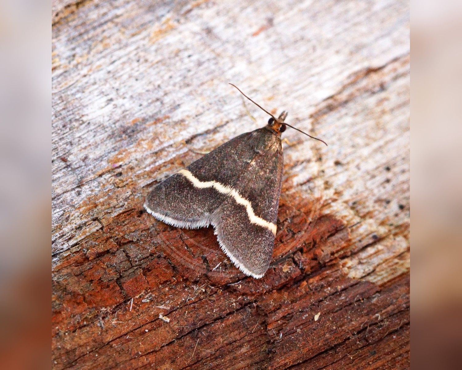 Her ses et billede af arten Pyrausta cingulata. Fotoet er taget af Ben Sale og hentet fra Wikimedia Commons (CC BY 2.0).