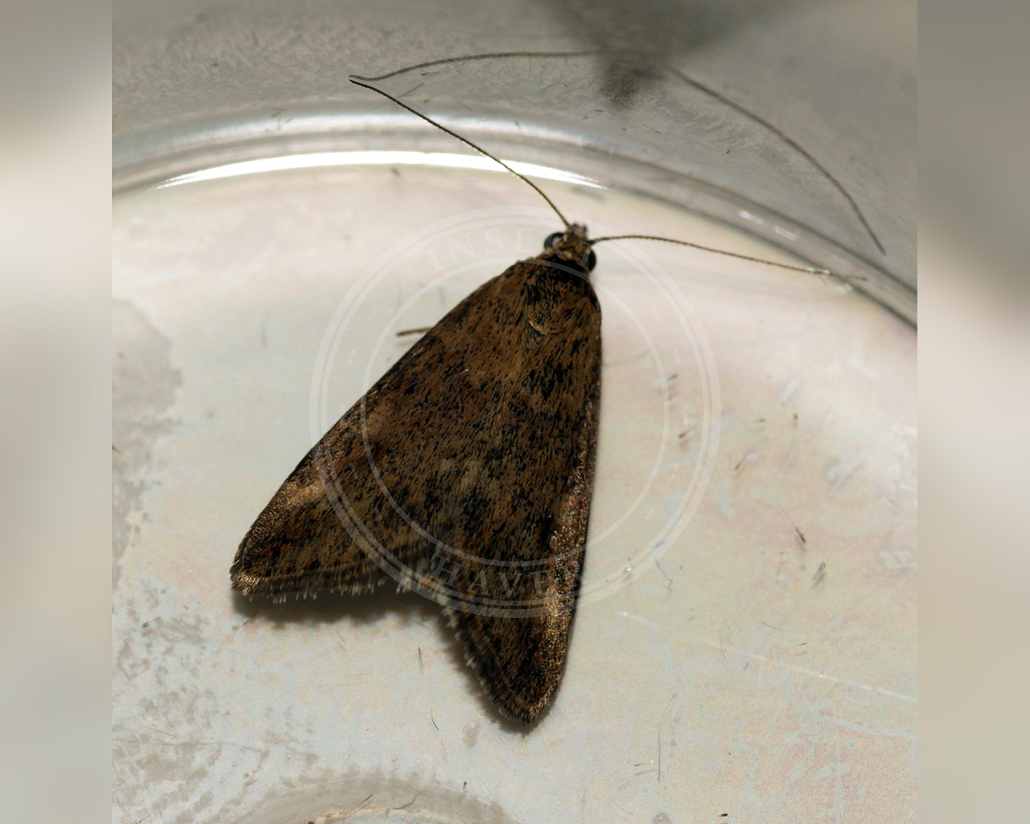 Her ses et billede af arten Pyrausta despicata. Fotoet er taget af Ben Sale og hentet fra Wikimedia Commons (CC BY 2.0).