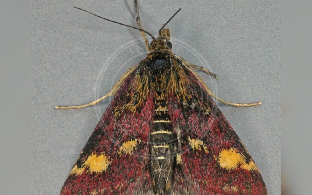 Her ses et billede af arten Pyrausta ostrinalis. Fotoet er taget af Janet Graham og hentet fra Wikimedia Commons (CC BY 2.0).