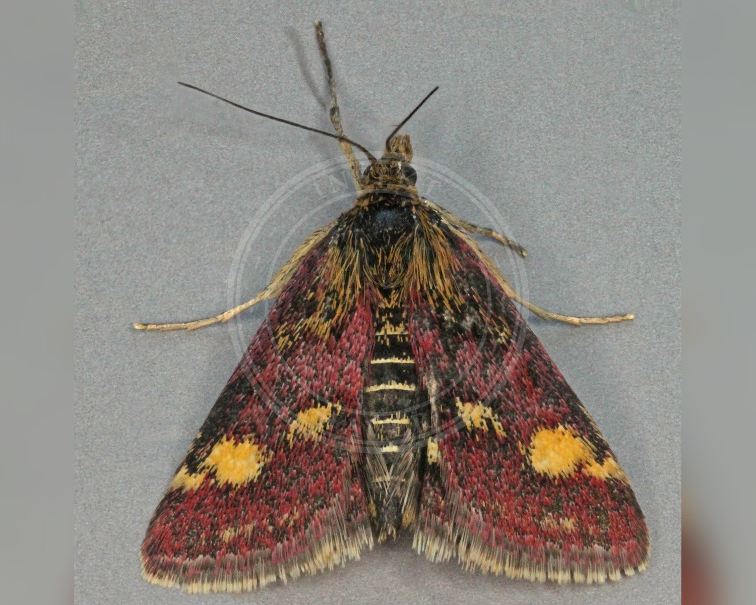 Her ses et billede af arten Pyrausta ostrinalis. Fotoet er taget af Janet Graham og hentet fra Wikimedia Commons (CC BY 2.0).