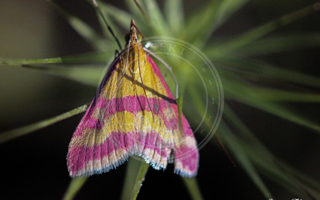 Her ses et billede af arten Pyrausta sanguinalis. Fotoet er taget af Simon Thevenin og hentet fra Wikimedia Commons (CC BY-SA 4.0).