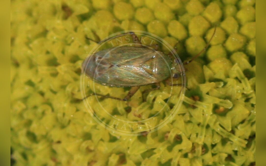 Her ses et billede af arten Rækkeplettet Blomstertæge (Plagiognathus chrysanthemi). Fotoet er taget af Sandy Rae og hentet fra Wikimedia Commons (CC BY-SA 4.0).