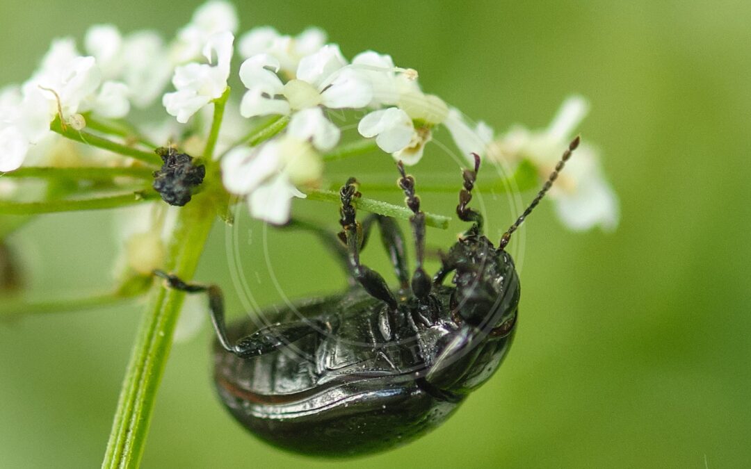 Her ses et billede af arten Rækkepunkteret Guldbille (Chrysolina oricalcia). Fotoet er taget af Lukas Large og hentet fra Wikimedia Commons (CC BY-SA 2.0).