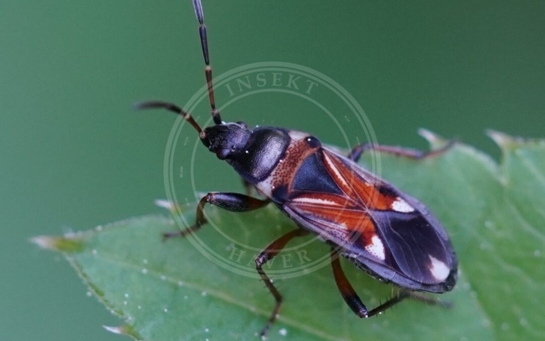 Her ses et billede af arten Raglius alboacuminatus. Fotoet er taget af AfroBrazilian og hentet fra Wikimedia Commons (CC BY-SA 4.0).