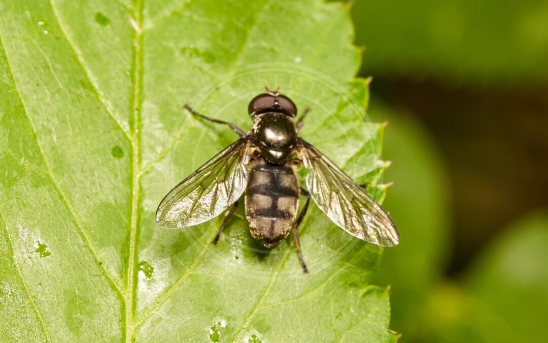 Her ses et billede af arten Ramsløg-Svirreflue (Portevinia maculata). Fotoet er taget af Lukas Large og hentet fra Wikimedia Commons (CC BY-SA 2.0).