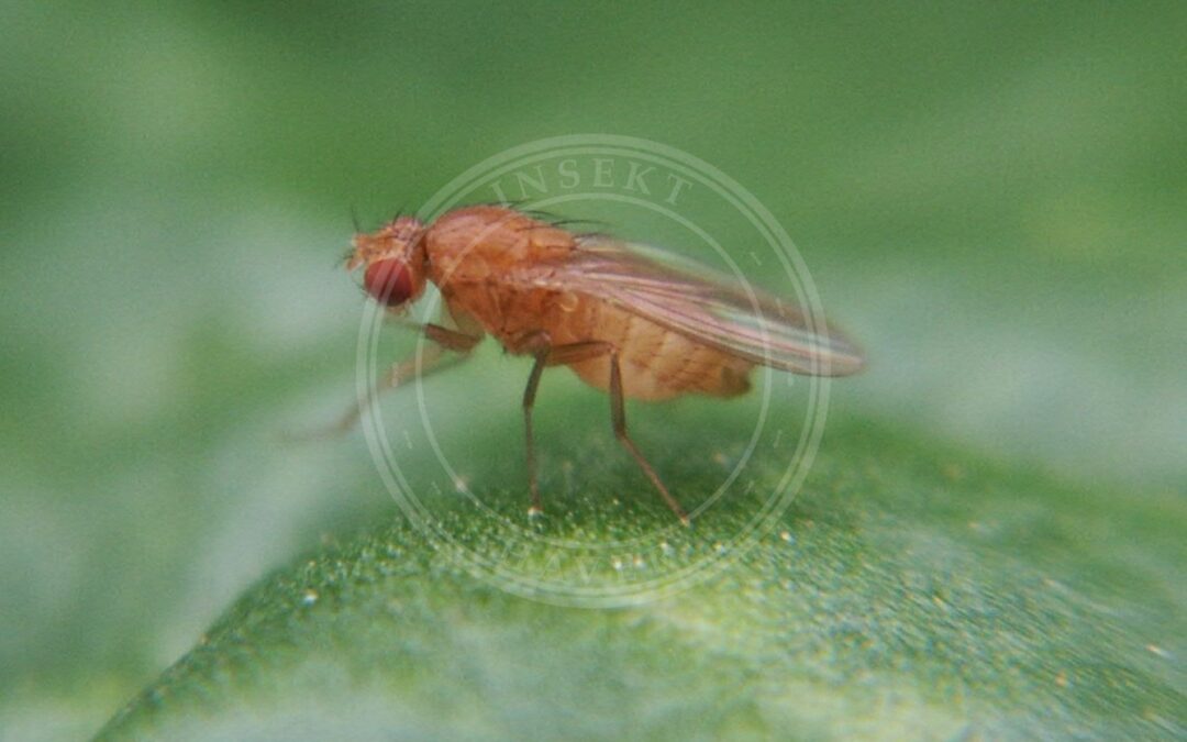 Her ses et billede af arten Rapsflue (Scaptomyza flava). Fotoet er taget af Jochen Kreiselmaier, Pflanzenschutzberater am Dienstleitungszentrum Ländlicher Raum, DLR-Rheinpfalz, in Neustadt/Wstr. og hentet fra Wikimedia Commons (CC BY-SA 4.0).