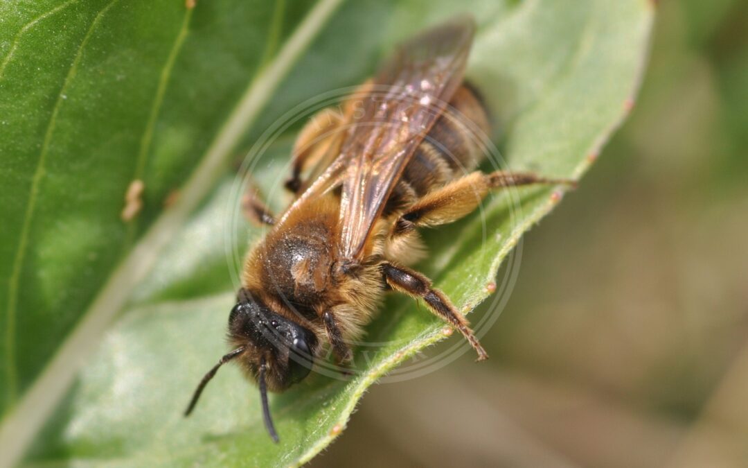 Her ses et billede af arten Rapsjordbi (Andrena bimaculata). Fotoet er taget af Aiwok og hentet fra Wikimedia Commons (CC BY-SA 3.0).