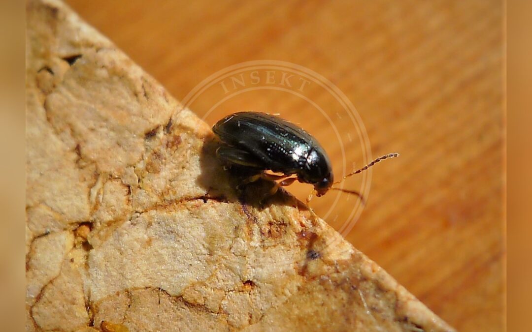 Her ses et billede af arten Rapsjordloppe (Psylliodes chrysocephala). Fotoet er taget af gailhampshire from Cradley, Malvern, U.K og hentet fra Wikimedia Commons (CC BY 2.0).