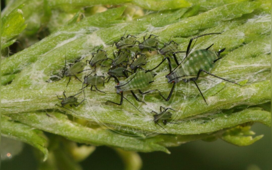 Her ses et billede af arten Rejnfanbladlus (Macrosiphoniella tanacetaria). Fotoet er taget af S. Rae og hentet fra Wikimedia Commons (CC BY 2.0).