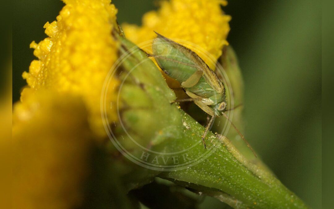 Her ses et billede af arten Rejnfantæge (Megalocoleus tanaceti). Fotoet er taget af Line Sabroe og hentet fra Wikimedia Commons (CC BY 2.0).