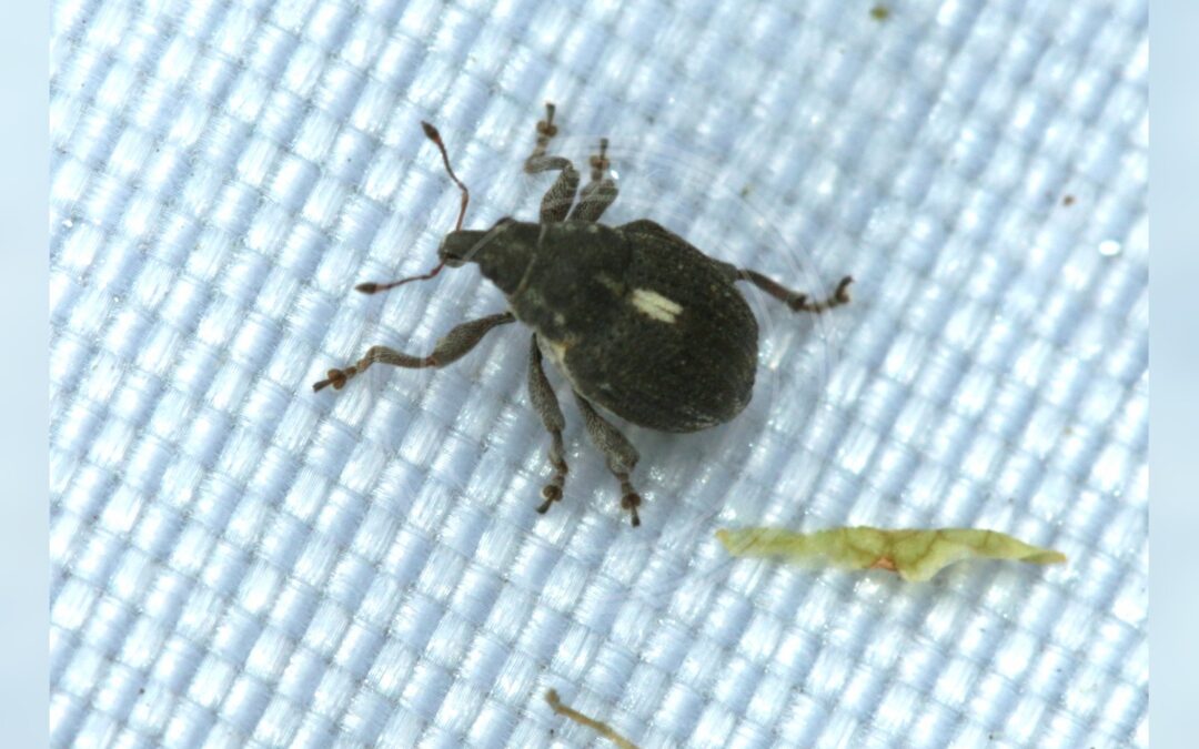 Her ses et billede af arten Rhinoncus pericarpius. Fotoet er taget af S. Rae og hentet fra Wikimedia Commons (CC BY 2.0).