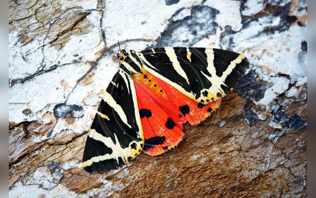 Rhodos-Bjørn – Euplagia quadripunctaria