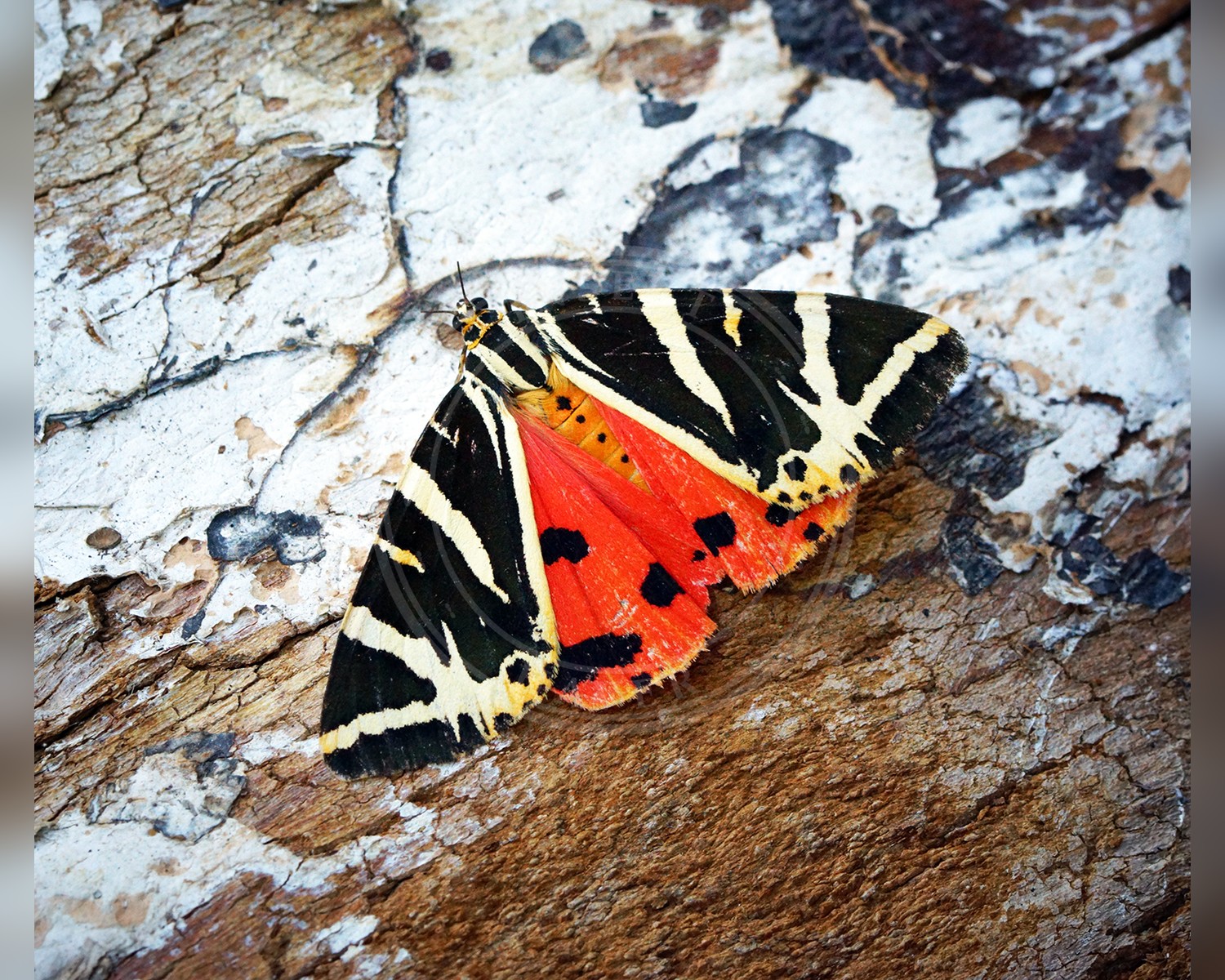 Her ses et billede af arten Rhodos-Bjørn (Euplagia quadripunctaria). Fotoet er taget af Ben Sale og hentet fra Wikimedia Commons (CC BY 2.0).