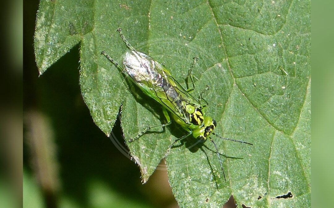 Her ses et billede af arten Rhogogaster chlorosoma. Fotoet er taget af gailhampshire from Cradley, Malvern, U.K og hentet fra Wikimedia Commons (CC BY 2.0).