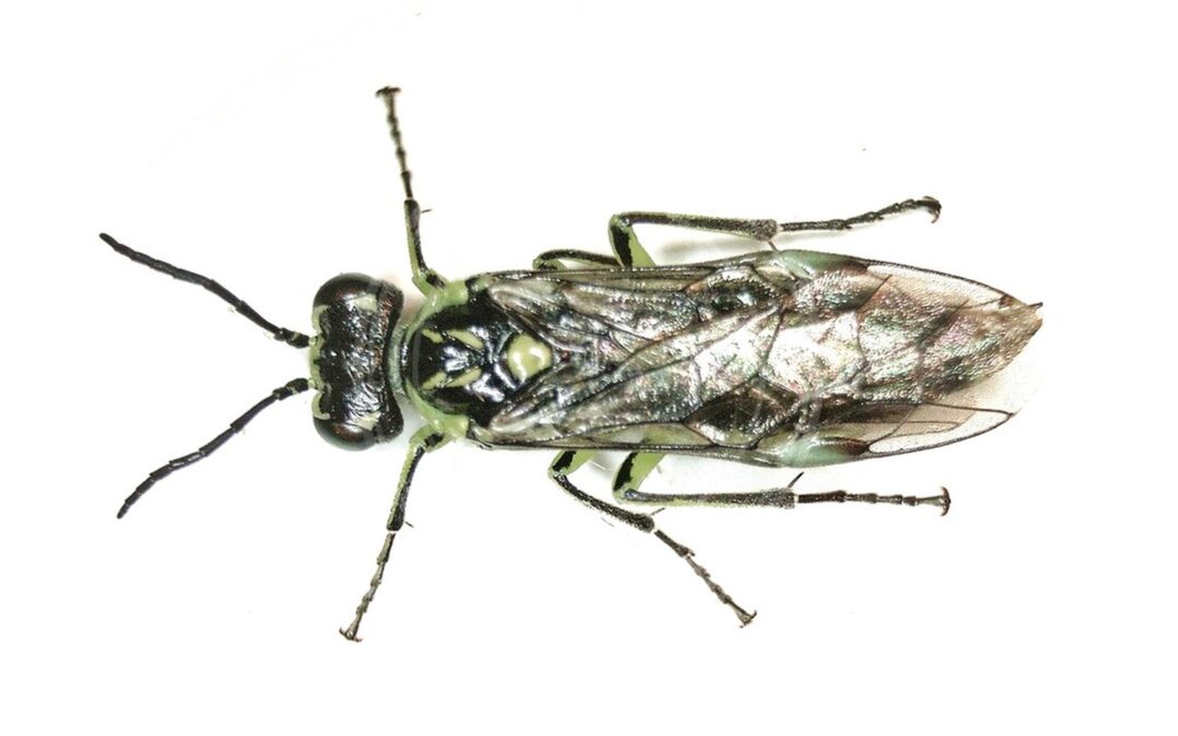 Her ses et billede af arten Rhogogaster genistae. Fotoet er taget af B. Schoenmakers (Waarneming.nl) og hentet fra Wikimedia Commons (CC BY 3.0).