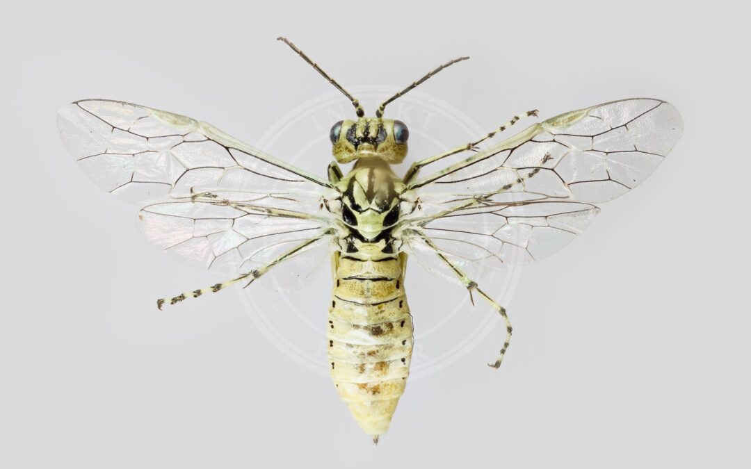 Her ses et billede af arten Rhogogaster punctulata. Fotoet er taget af Kim Abel, BioFokus og hentet fra Wikimedia Commons (CC BY 3.0).