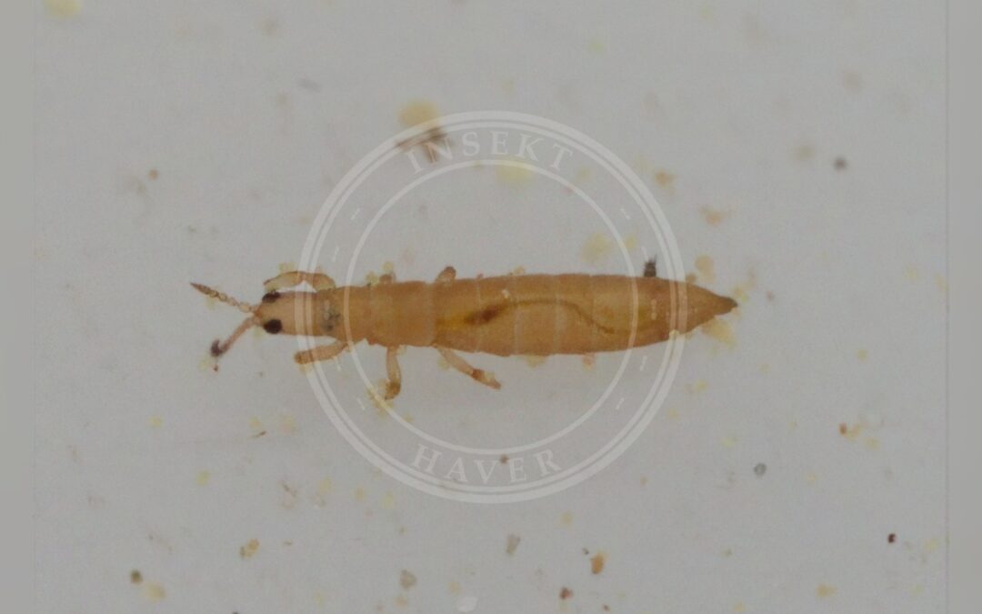 Her ses et billede af arten Rød Græstrips (Aptinothrips rufus). Fotoet er taget af Zakqary Roy og hentet fra iNaturalist (CC BY).